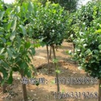 嫁接香花槐海源厂家供应