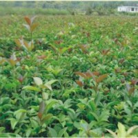 今秋明春桂花苗批发销售