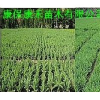 康禾苗木直供 一年生地栽云杉小苗15-20cm