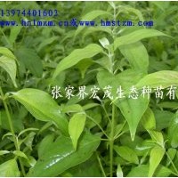 季节供应光皮树苗