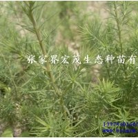 季节供应柏木苗