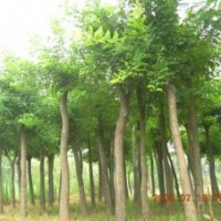 速生杨 红叶杨 刺槐 国槐 紫穗槐 香花槐