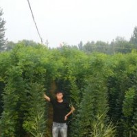 速生国槐优质速生国槐基地