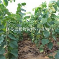 巨紫荆树苗2013年不得不说的热销緑化苗木之一