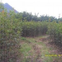 低价处理一批8月桂花大苗