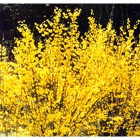 河北连翘栽培种植技术