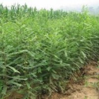 【山西民生苗圃】2年生皂角苗 2年生山桃苗