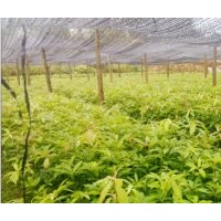 江西金丝楠小苗 小叶桢楠价格