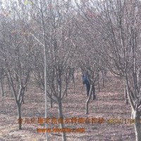 供应6-10cm樱花|高杆樱花