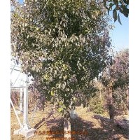 供应12-15cm和20-30cm的香樟树