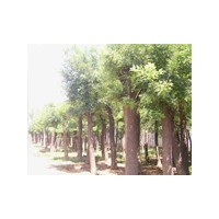 毛白杨小苗价格,毛白杨二年苗,毛白杨种植,毛白杨报价