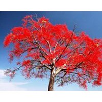 澳洲火焰木小苗批发