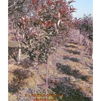 供应1-1.2米红叶石楠树
