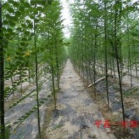 大量供应国槐一年苗子