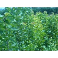 大量出售白蜡苗