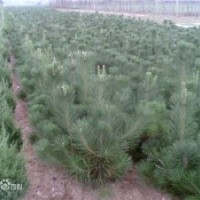 营养杯油松，油松1米2米3米4米5米