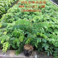 买花旗木树苗花旗木种苗花旗木种子到广州佳景苗圃