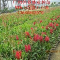 美花红千层批发商供应优质美花红千层营养苗、种子量大从优