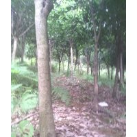 桂花树2-12公分出售