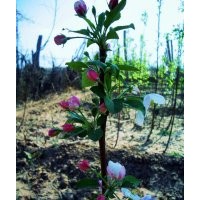 嫁接好当年开花结果的【八棱海棠小苗】