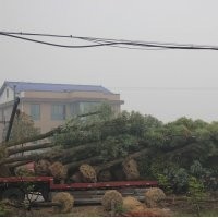 专供五角枫，苹果树，国槐苗等