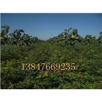 供应五角枫苗，文冠果苗，柠条苗，柽柳苗等