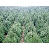 专供五角枫，苹果树，国槐等