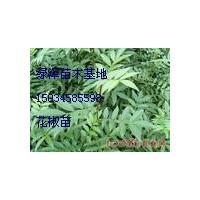 花椒苗现货供应,量大从优