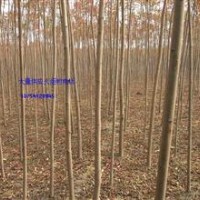 火炬，火炬小苗，火炬基地