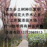 乡土树种巨紫荆树苗2米高巨紫荆苗批发江苏
