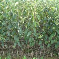 供应杜梨苗 杜梨苗供应