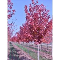 优质山东美国红枫，山东美国红枫小苗，山东美国红枫苗木。
