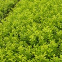 山西绿茵苗木： 金叶女贞,华山松 ,红叶碧桃、