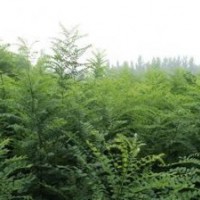 国槐苗1-60cm、白皮松苗10-400公分、油松苗