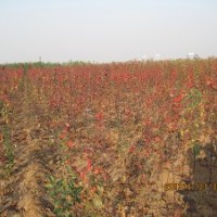 供应北美海棠——草原之火