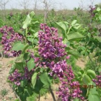 供应欧洲丁香