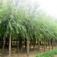 六公分的速生柳多少钱