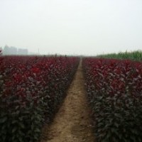 自产自销规格齐全，大量出售各种苗木