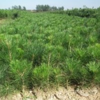 黑松|黑松苗|黑松苗木|黑松容器苗|山东黑松苗基地