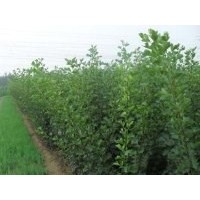 供应山楂苗 供应山楂苗