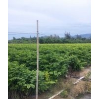 央大公司供应200万株正宗海南黄花梨容器苗经销