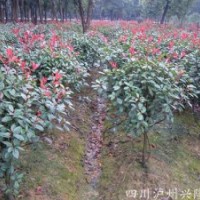 红叶石楠，四川红叶石楠，泸州红叶石楠，红叶石楠基地