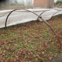 五角枫小苗江苏五角枫种植基地五角枫小苗批发五角枫种植方法