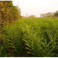 【洪运苗圃】大规格国槐、国槐小苗大量