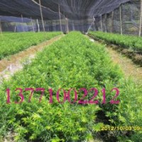 红豆杉苗木 13771002212