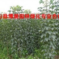 广西蒙山博展园林供应秋枫桂花木棉