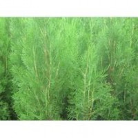 营养带侧柏苗 营养杯侧柏苗 容器侧柏苗