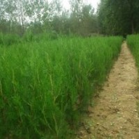 侧柏、侧柏苗、侧柏苗木、侧柏小苗、侧柏大苗、侧柏工程苗