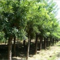 个体国槐种植基地特供国槐