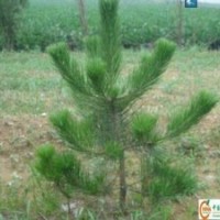 1米-1.5米油松苗 1.5米-2米油松苗